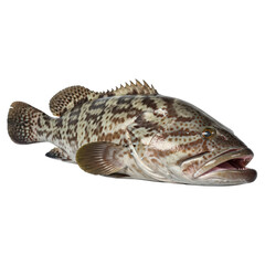 Fototapeta premium High Resolution Studio Portrait of a Magnificent Brown Spotted Grouper Fish Isolated on a Clean White Background Displaying Unique Skin Patterns