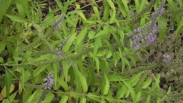 Longleaf speedwell (Veronica longifolia) shows purple flower spikes and lance-shaped green leaves in daylight. Suitable for botanical and educational projects.