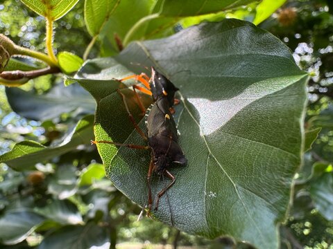 green bug on a leaf