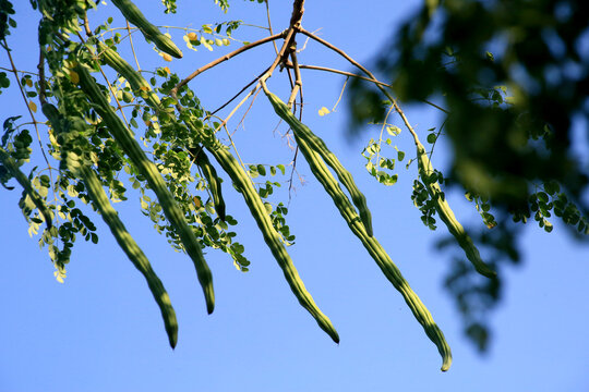 Moringa fruit (Moringa oleifera) can be eaten as a curry dish
