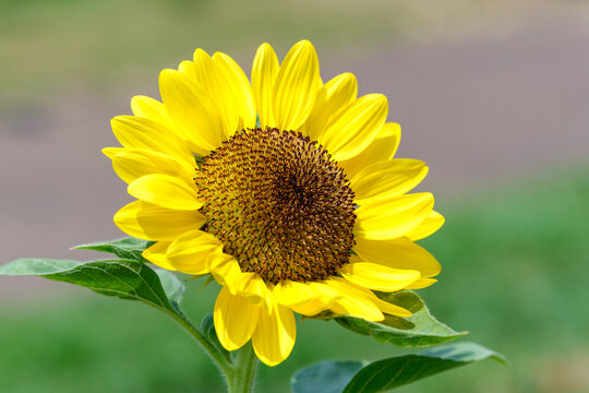 Close Up Shot of Vibrant Sunflower Blooming in Summer Field with Soft Bokeh and Copy Space