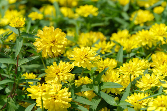 Close Up Shot of Vibrant Yellow Zinnia Flowers Blooming in Summer Garden with Copy Space