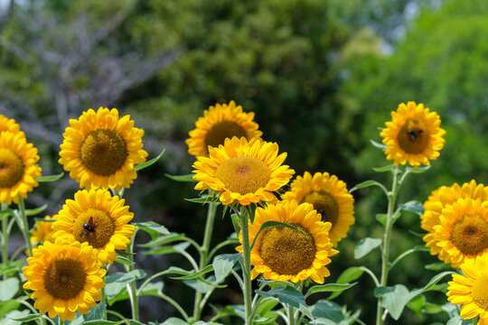 Close Up Shot of Blooming Sunflowers Field in Summer Season with Green Leaves and Copy Space