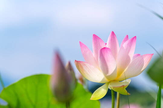 Close Up Shot of Soft Pink Lotus Flower Blooming in Summer Field with Copy Space