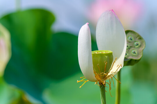 Close Up Shot of White Lotus Petals Falling with Green Seed Pod in Summer Field with Copy Space