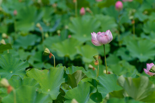 Close Up Shot of Soft Pink Lotus Flower Blooming in Summer Pond with Leaves and Copy Space