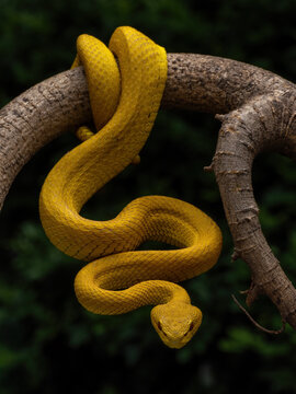 The yellow white-lipped pit viper (Trimeresurus insularis), often called the Island pit viper or Indonesian pit viper, is a venomous snake found on the Lesser Sunda Islands in Indonesia.