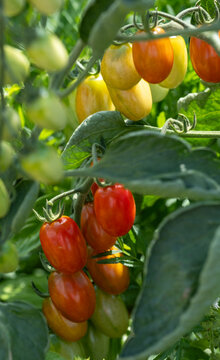 Tomatoes growing on the vine in the World Food Garden at Wisley, Surrey, UK.