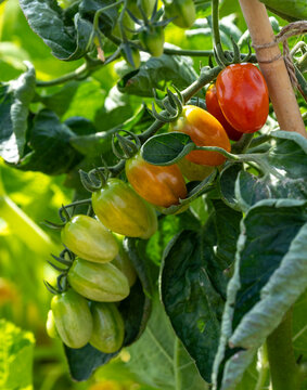 Tomatoes growing on the vine in the World Food Garden at Wisley, Surrey, UK.