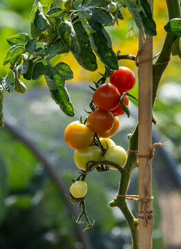 Tomatoes growing on the vine in the World Food Garden at Wisley, Surrey, UK.