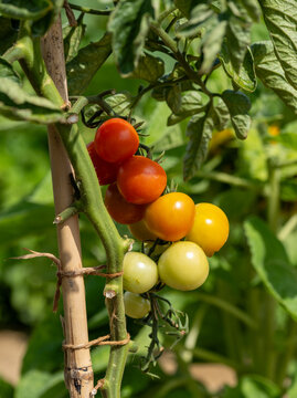 Tomatoes growing on the vine in the World Food Garden at Wisley, Surrey, UK.