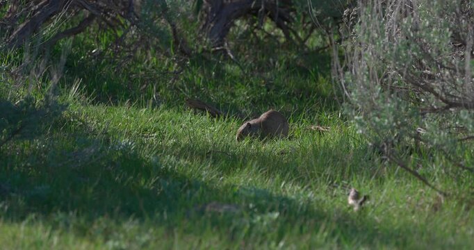 Mid shot of a Uinta ground squirrel feeding naturally among meadow vegetation in North America. Wildlife footage capturing calm foraging behaviour in its natural habitat.