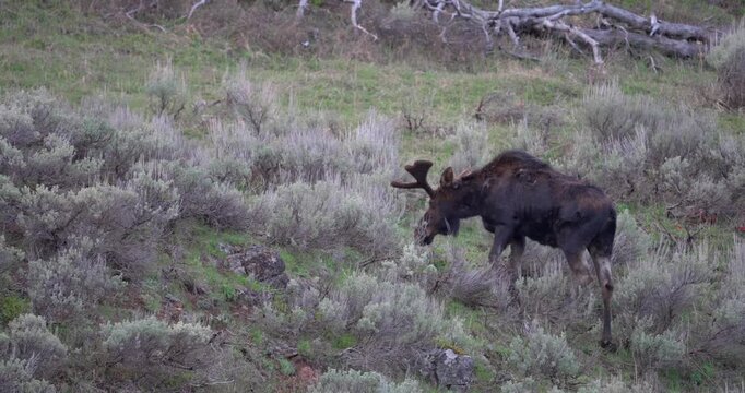 Wide side view of a bull moose grazing while moving along a hillside in North America. Natural wildlife footage capturing calm feeding behaviour in its natural habitat.