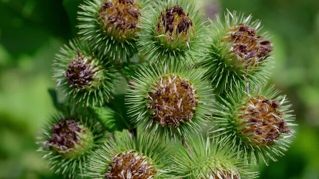 Closeup of Greater Burdock, Arctium lappa, seed heads. Summer. UK