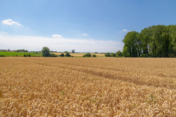 Naklejka premium The golden yellow grain in the field with blue sky, Triticum aestivum common bread wheat, Ripe ears of green rye in the farm in summer, Agriculture industry in countryside in Zuid-Limburg, Netherlands