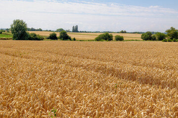 Naklejka premium The golden yellow grain in the field with blue sky, Triticum aestivum common bread wheat, Ripe ears of green rye in the farm in summer, Agriculture industry in countryside in Zuid-Limburg, Netherlands