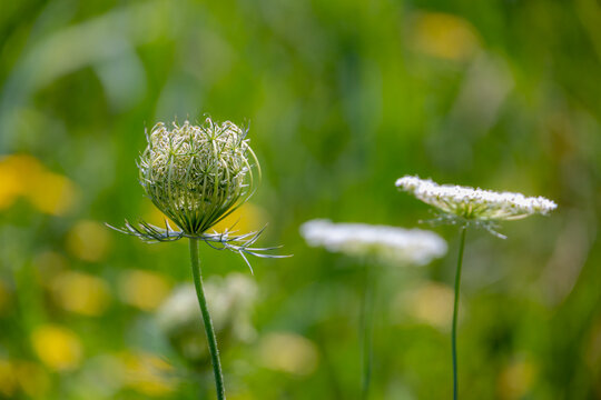 Selective focus of the developing seed head of wild white flowers, Wild carrot flowers bud with green leaves in the field, Daucus carota is a flowering plant in the family Apiaceae, Natural background
