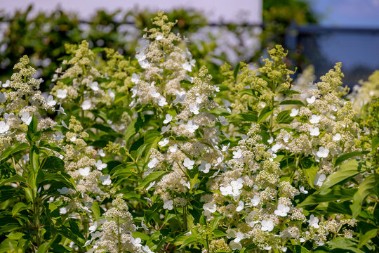 Selective focus bushes of Hydrangea paniculata (Kyushu) flowers in the garden, White cream hortensia, Panicled hydrangea is a species of flowering plant in the family Hydrangeaceae, Natural background