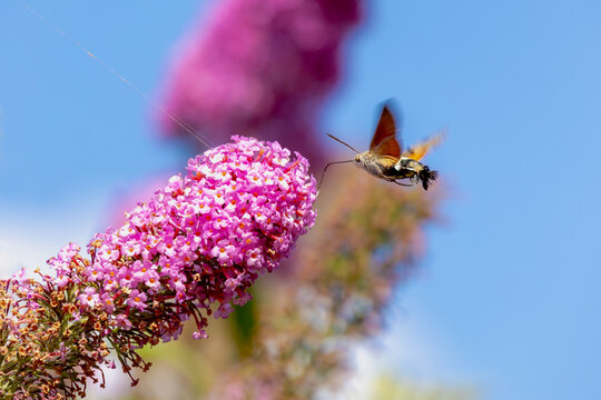 Selective focus of small butterfly sucking pollen of Summer lilac flowers (Vlinderstruik or Buddleja davidii) The Hummingbird hawk-moth (Kolibrievlinder) is a species of hawk moth, Wildlife of insects