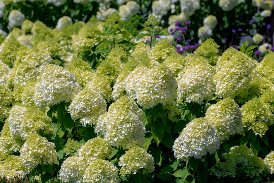 Selective focus bushes of Hydrangea paniculata flowers in the garden, White cream hortensia, Panicled hydrangea is a species of flowering plant in the family Hydrangeaceae, Natural floral background.
