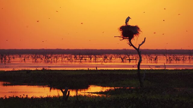 Silhouette of a Jabiru stork nest against a colorful sunset sky in Ba&ntilde;ado La Estrella, Formosa, Argentina. Peaceful wetland landscape showcasing South American wildlife habitat.