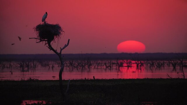 Silhouette of a Jabiru stork on its nest as the sun slowly sets over Ba&ntilde;ado La Estrella wetlands in Formosa, Argentina. Peaceful South American wildlife sunset landscape.