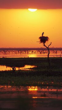 Vertical aerial-style composition featuring the silhouette of a Jabiru stork nest at sunset in Ba&ntilde;ado La Estrella, Formosa. Ideal for mobile, social media and nature storytelling.