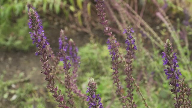 Wood sage (Salvia nemorosa) features vibrant purple flower spikes and textured green foliage in daylight. Suitable for botanical, floral, and garden projects.