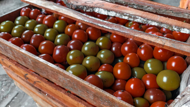 A high-angle photograph shows fresh ripe red and green tomatoes arranged neatly within two sturdy wooden crates. This image is ideal for agricultural marketing or food production retail promotion.