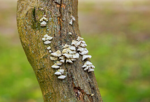 Close-up macro of Schizophyllum commune fungus on timber bark, relevant for pharmaceutical research, medicinal mycology articles, and sustainable biotechnology innovation concepts