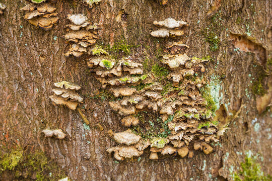 Close-Up Texture of Parasitic Mushrooms Growing on Tree Trunk in Forest, Natural Organic Wood Surface with Lichen, Sustainable Forestry Management, Climate Science, Bioenergy, Ecology Trends