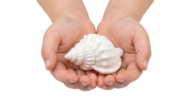 Delicate white seashell cradled gently in open cupped hands against a clean white background