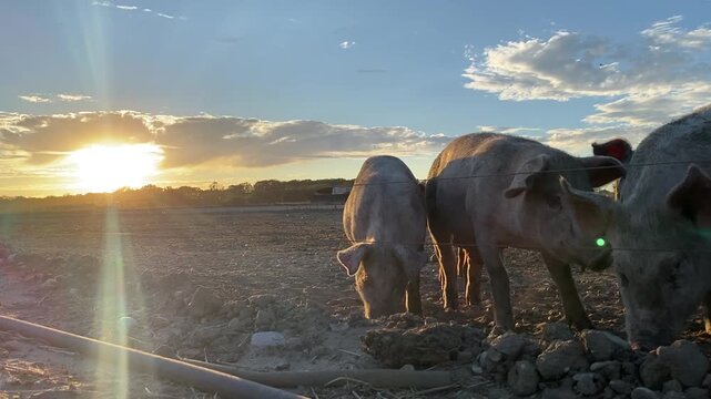 Free-Range Pigs Rooting in Farm Paddock at Sunset in Suffolk, UK Low-angle view of free-range young pigs rooting through stones and dry soil in an outdoor farm paddock in Suffolk, UK. The animals are 