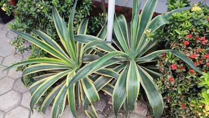 Obraz premium Beautiful view of Agave angustifolia plant