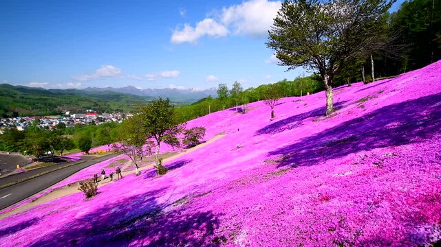 芝ざくら滝上公園
