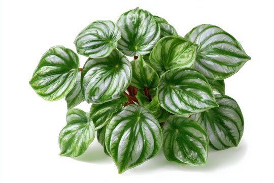 Close-up studio photo of Watermelon peperomia leaves with striped pattern on white backdrop