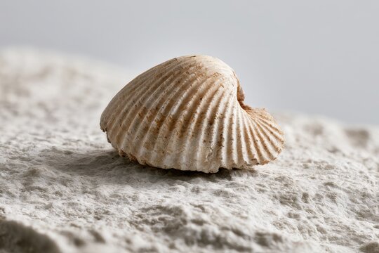 Close-up study of a brachiopod shell illustrating hinge and growth lines