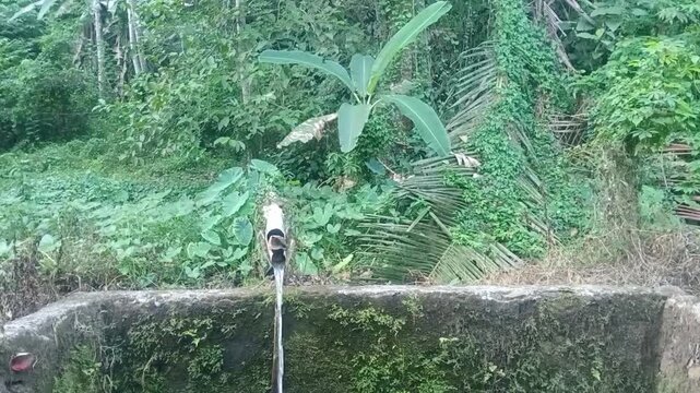 natural spring water, traditional fountain, bamboo pipe, fresh water, concrete pond, tropical jungle, lush green forest, rural water source, clean water, eco friendly, outdoor nature, irrigation syste