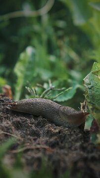 Deroceras agreste is a species of air-breathing land slug in the family Agriolimacidae