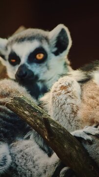 Playful Lemurs Together Amidst Tree Branches