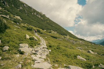 Fototapeta premium A paved stone hiking trail winding through lush dwarf pine shrubs towards steep mountain slopes in Zakopane, Poland.