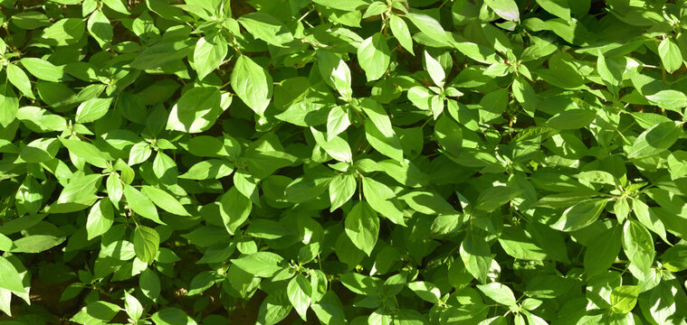 Background detail of green leaves of parietaria plant
