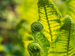Natural green young ostrich fern or shuttlecock fern © Dmitrii Potashkin