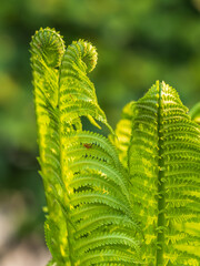 Natural green young ostrich fern or shuttlecock fern © Dmitrii Potashkin