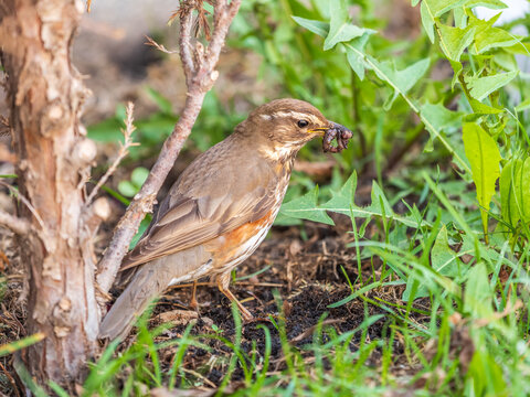 Wood bird Redwing, Turdus iliacus, on a sprng lawn.