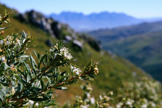 Flowering buchu shrub in a spring mountain landscape near Stellenbosch, South Africa