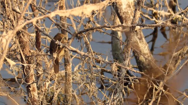 Clamorous Reed Warbler Perched on Dry Branches in Wetland Habitat Small Brown Songbird Acrocephalus Stentoreus in Wild Nature 4K Clamorous Reed Warbler Bird in Dry Bush.