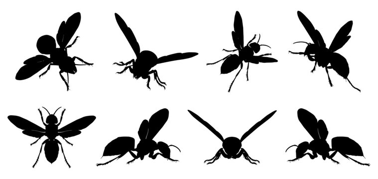 Pack of realistic vector Asian hornets (Vespa velutina) from various perspectives.