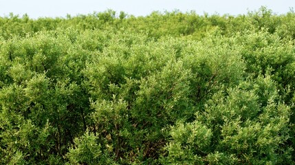Fototapeta premium Green cloud of Texas sage hedges forming a tranquil garden background