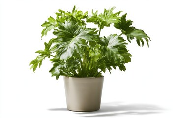 Fototapeta premium Green philodendron selloum plant in a ceramic pot on clean background, contemporary home styling